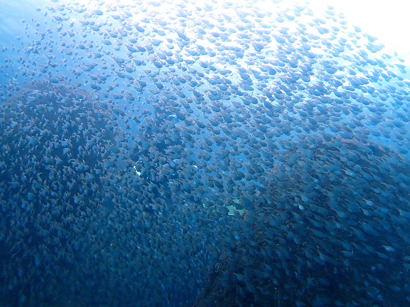 ツマグロハタンポ幼魚＠富戸ダイビングツアー