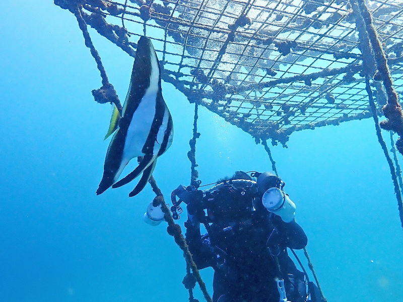ミラーレス一眼＠川奈ダイビングツアー