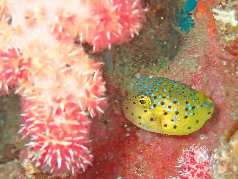 ハコフグ幼魚＠川奈ダイビングツアー