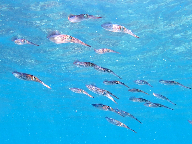 アオリイカ幼体＠川奈ダイビングツアー