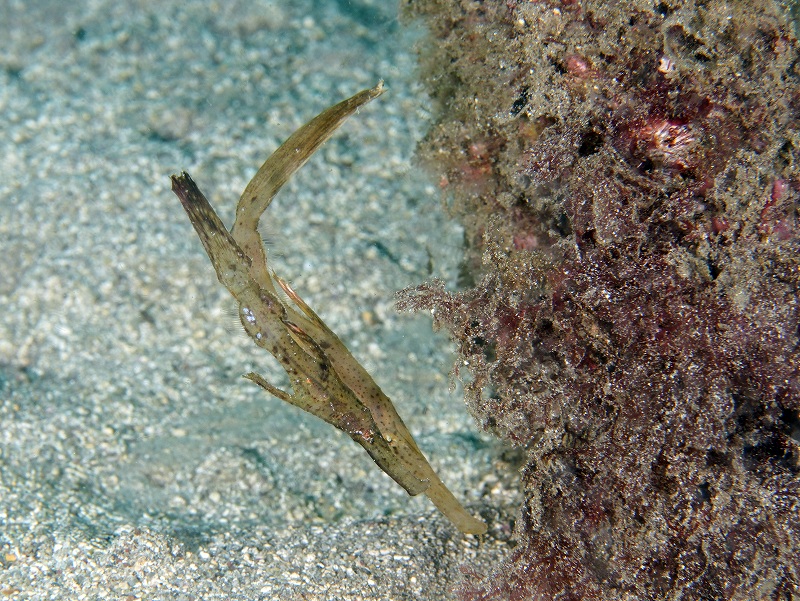 カミソリウオ＠川奈ダイビングツアー