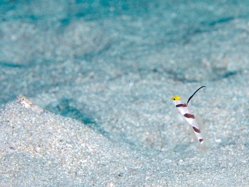 ヒレナガネジリンボウとアカエソ＠川奈ダイビングツアー
