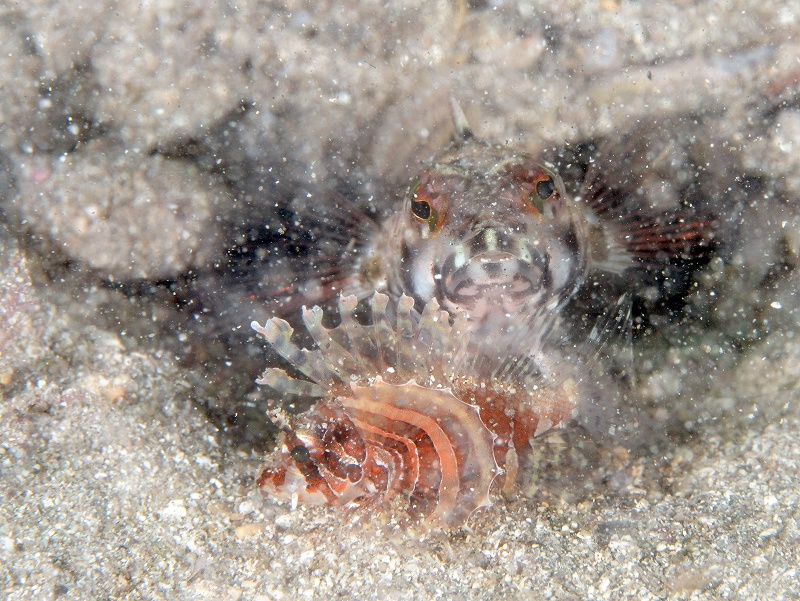 シマヒメヤマノカミ＠川奈ダイビングツアー