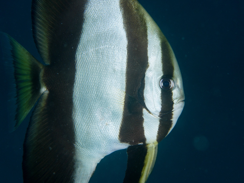 ナンヨウツバメウオ＠川奈ダイビングツアー