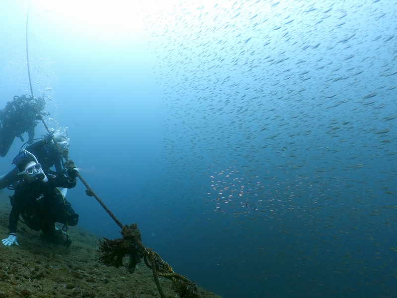 イサキ稚魚群れ＠東京発雲見ダイビングツアー