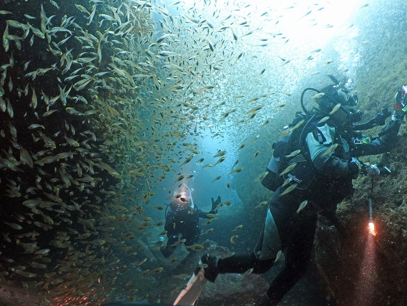 キンメモドキ＠東京発雲見ダイビングツアー