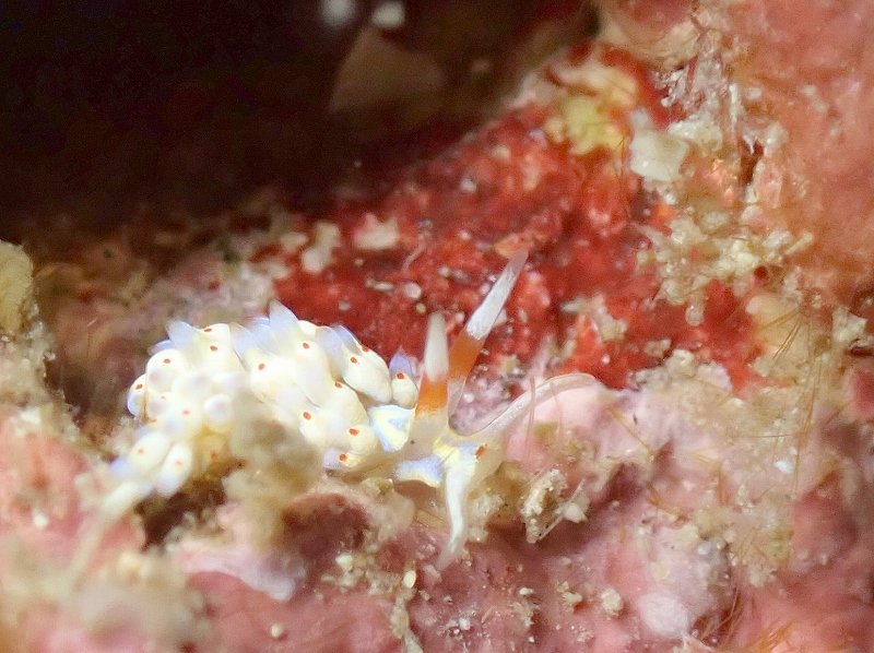 アカテンミノウミウシ＠東京発雲見ダイビングツアー