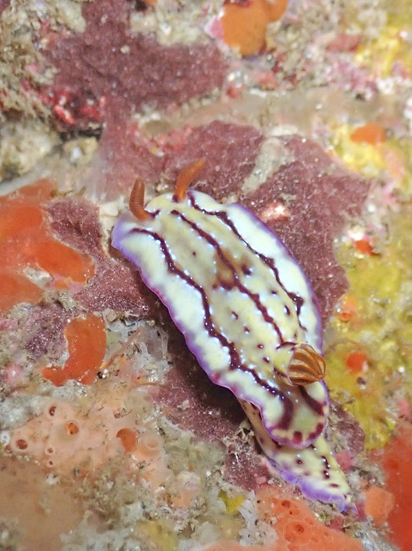 セリスイロウミウシ＠東京発雲見ダイビングツアー