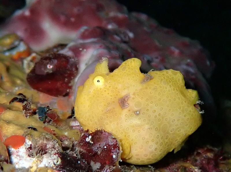 イロカエルアンコウ＠東京発雲見ダイビングツアー