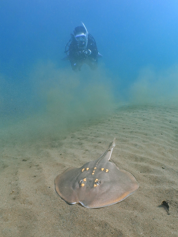 ウチワザメ＠東京発雲見ダイビングツアー