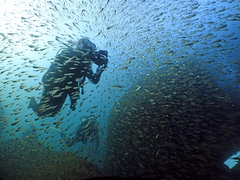 群れ＠東京発雲見ダイビングツアー