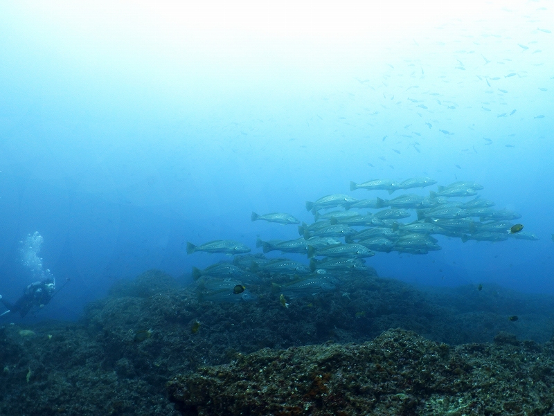 オオニベ＠東京発神子元ダイビングツアー