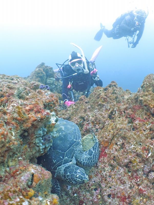 アオウミガメ＠東京発神子元ダイビングツアー