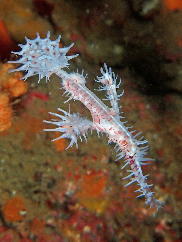 ニシキフウライウオ＠千葉勝山ダイビングツアー