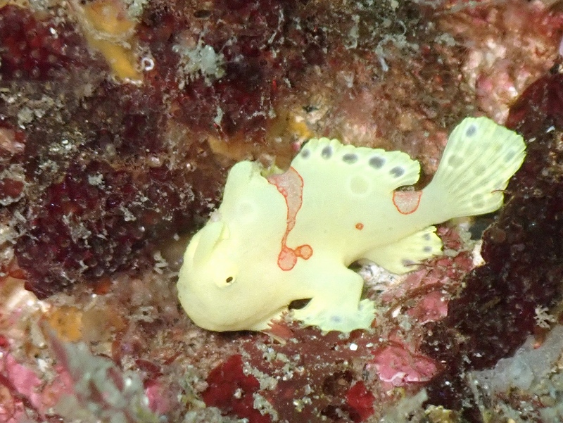 イロカエルアンコウ幼魚＠千葉勝山ダイビングツアー