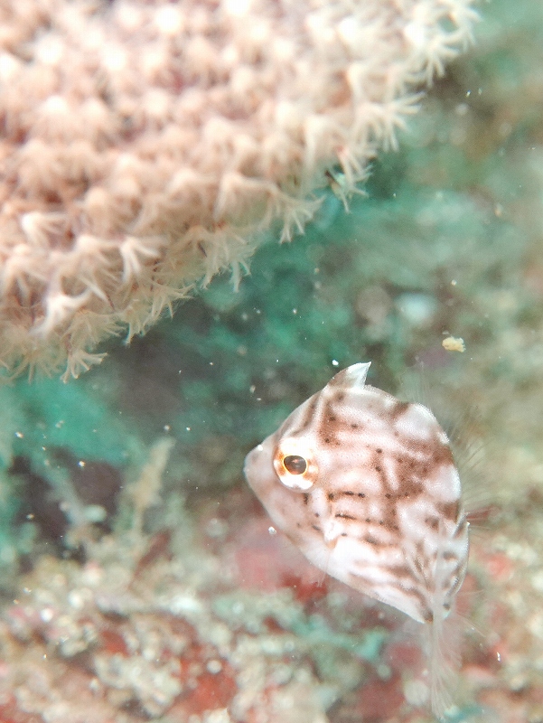 アオサハギ幼魚＠千葉勝山ダイビングツアー