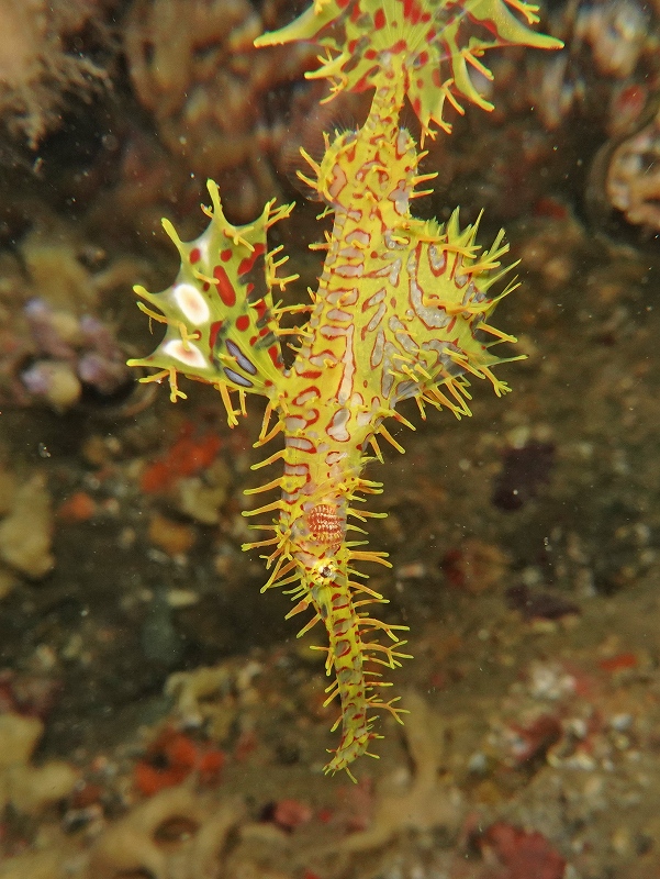 ニシキフウライウオ抱卵＠千葉勝山ダイビングツアー