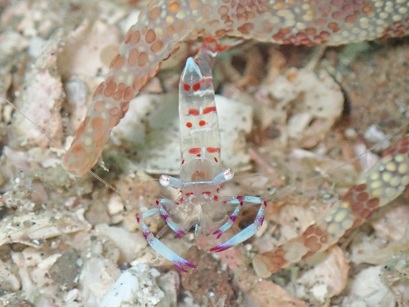 ハクセンアカホシカクレエビ＠千葉勝山ダイビングツアー