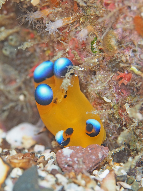 ピカチュー＠東京発初島ダイビングツアー