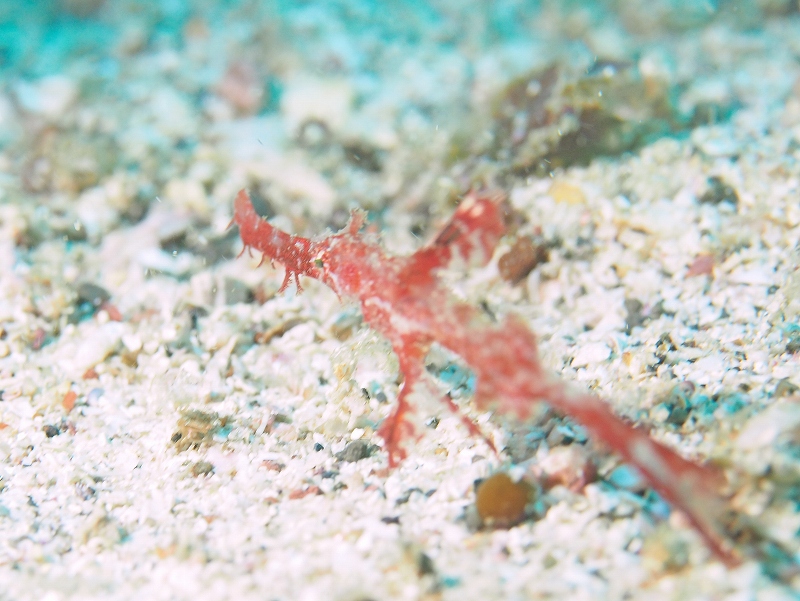 ホソフウライウオ＠東京発初島ダイビングツアー