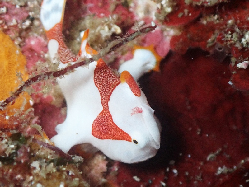 クマドリカエルアンコウ＠東京発初島ダイビングツアー