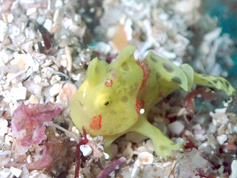 イロカエルアンコウ＠東京発初島ダイビングツアー