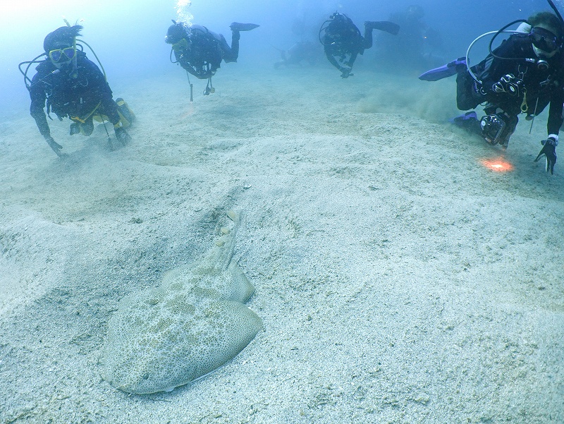 カスザメ＠東京発初島ダイビングツアー