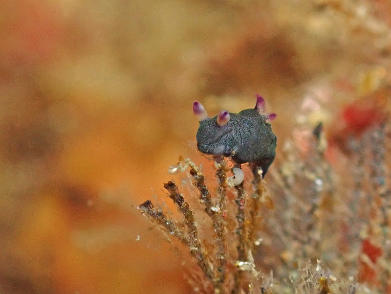 ミドリリュウグウウミウシ幼体@東京発北川ダイビングツアー