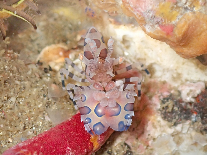 フリソデエビ@東京発北川ダイビングツアー