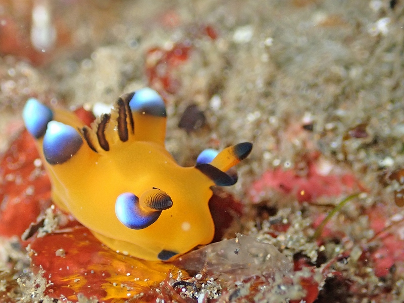 ピカチュー@東京発北川ダイビングツアー