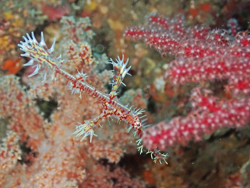 ニシキフウライウオ@東京発北川ダイビングツアー