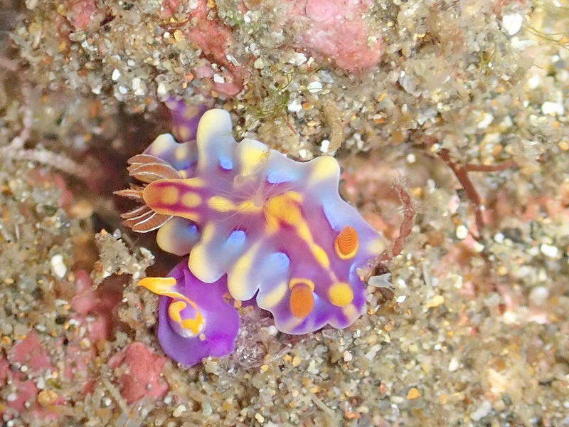 ミアミラウミウシ@東京発北川ダイビングツアー