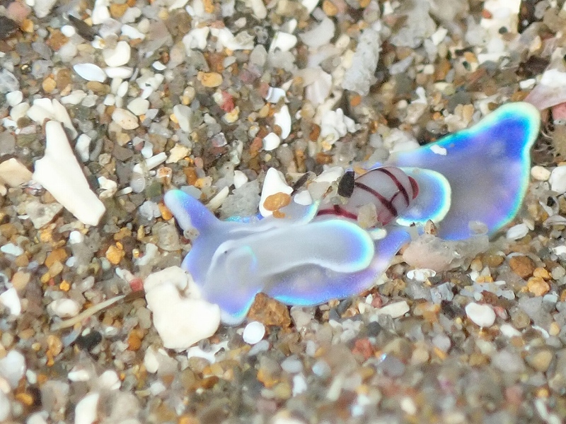 コンシボリ@東京発北川ダイビングツアー