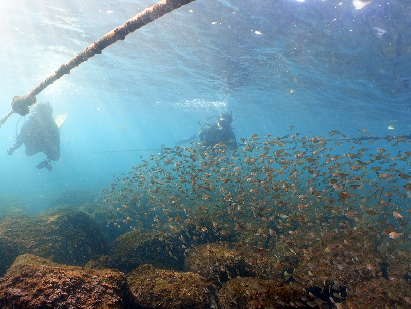 福浦のハタンポ@東京ダイビングスクール
