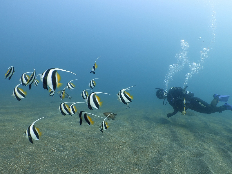福浦のムレハタタテダイ@東京ダイビングスクール