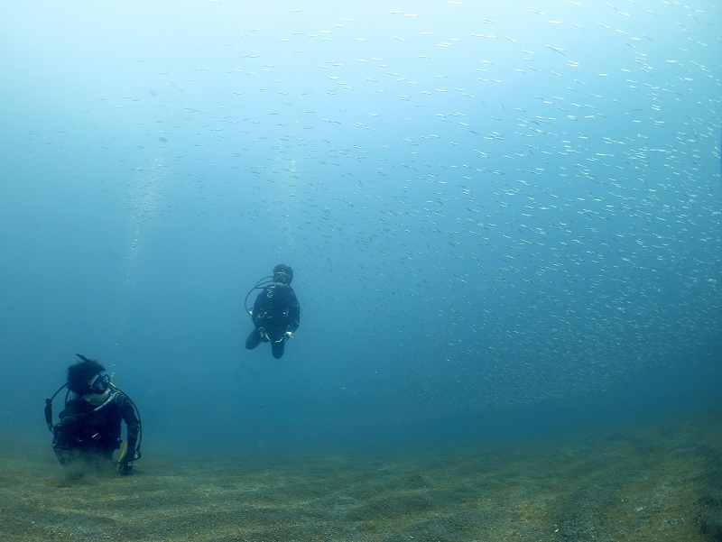 福浦のキビナゴ@東京ダイビングスクール