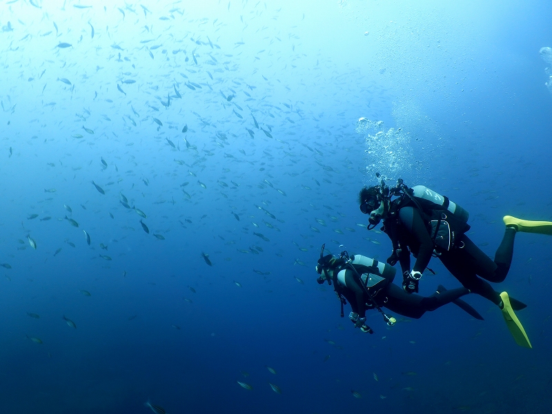 イサキ@東京発神子元ダイビングツアー