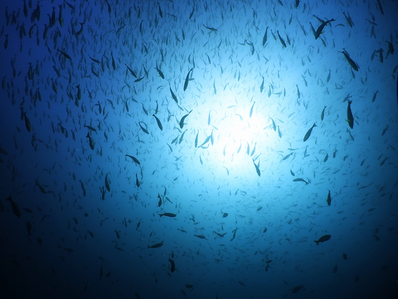 群@東京発神子元ダイビングツアー