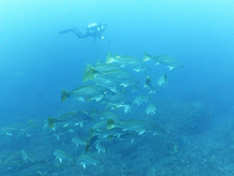 オオニベ@東京発神子元ダイビングツアー