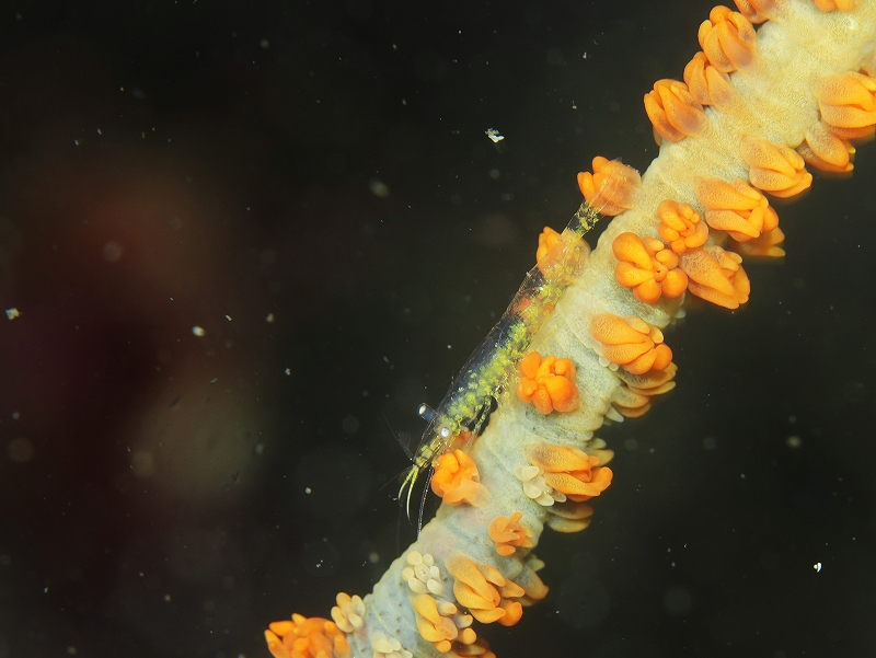 ミネミズエビ＠東京発田子ダイビングツアー