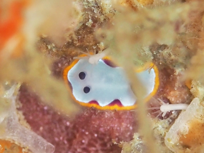 フジナミウミウシ＠東京発田子ダイビングツアー