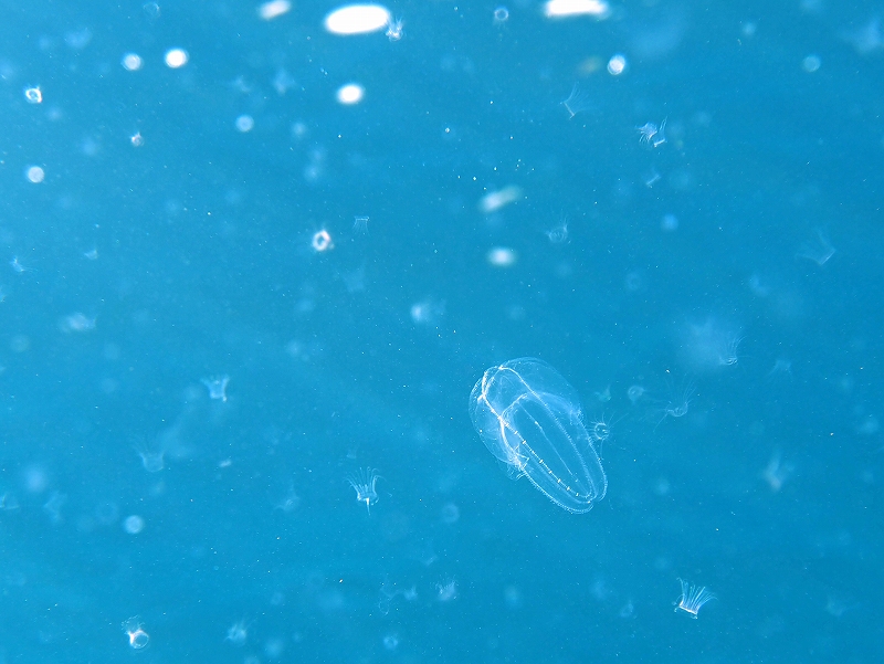 クシクラゲと幼体＠東京発田子ダイビングツアー