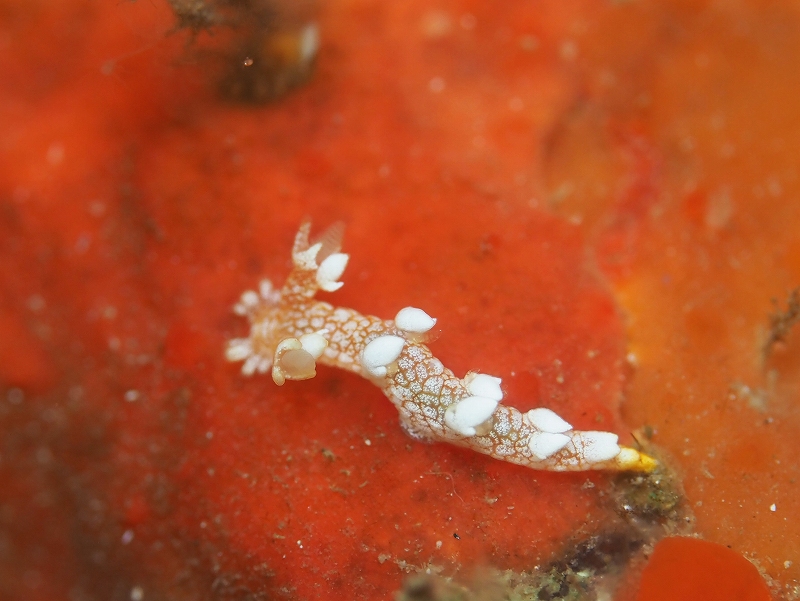 ユビウミウシ＠東京発田子ダイビングツアー