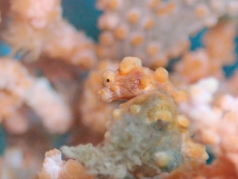 コダマタツ（ピグミーシーホース）＠東京発田子ダイビングツアー