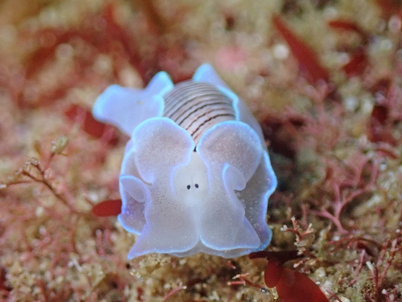 ミスガイ幼体＠東京発田子ダイビングツアー