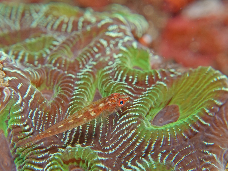 セボシウミタケハゼ＠東京発田子ダイビングツアー