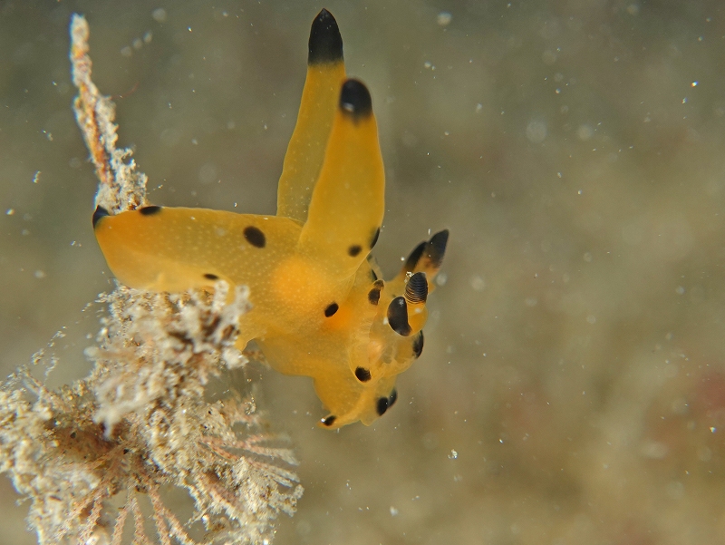 カンナツノザヤウミウシ＠東京発田子ダイビングツアー