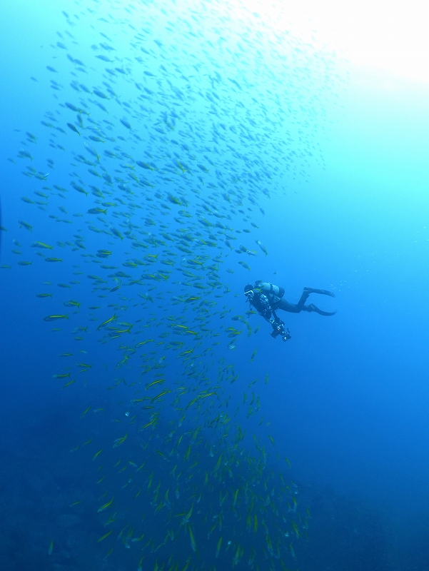 タカベ群@東京発熱海ダイビングツアー