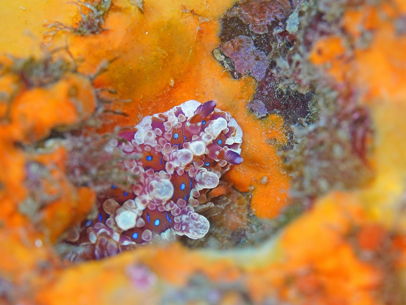 ミヤコウミウシ@東京発熱海ダイビングツアー