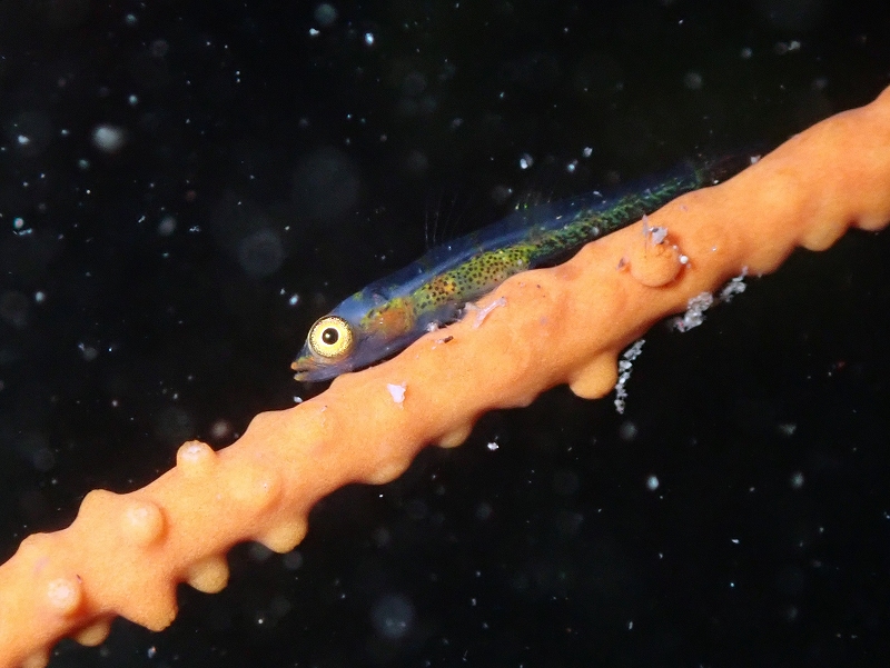 ガラスハゼ@東京発初心者ダイビングツアー